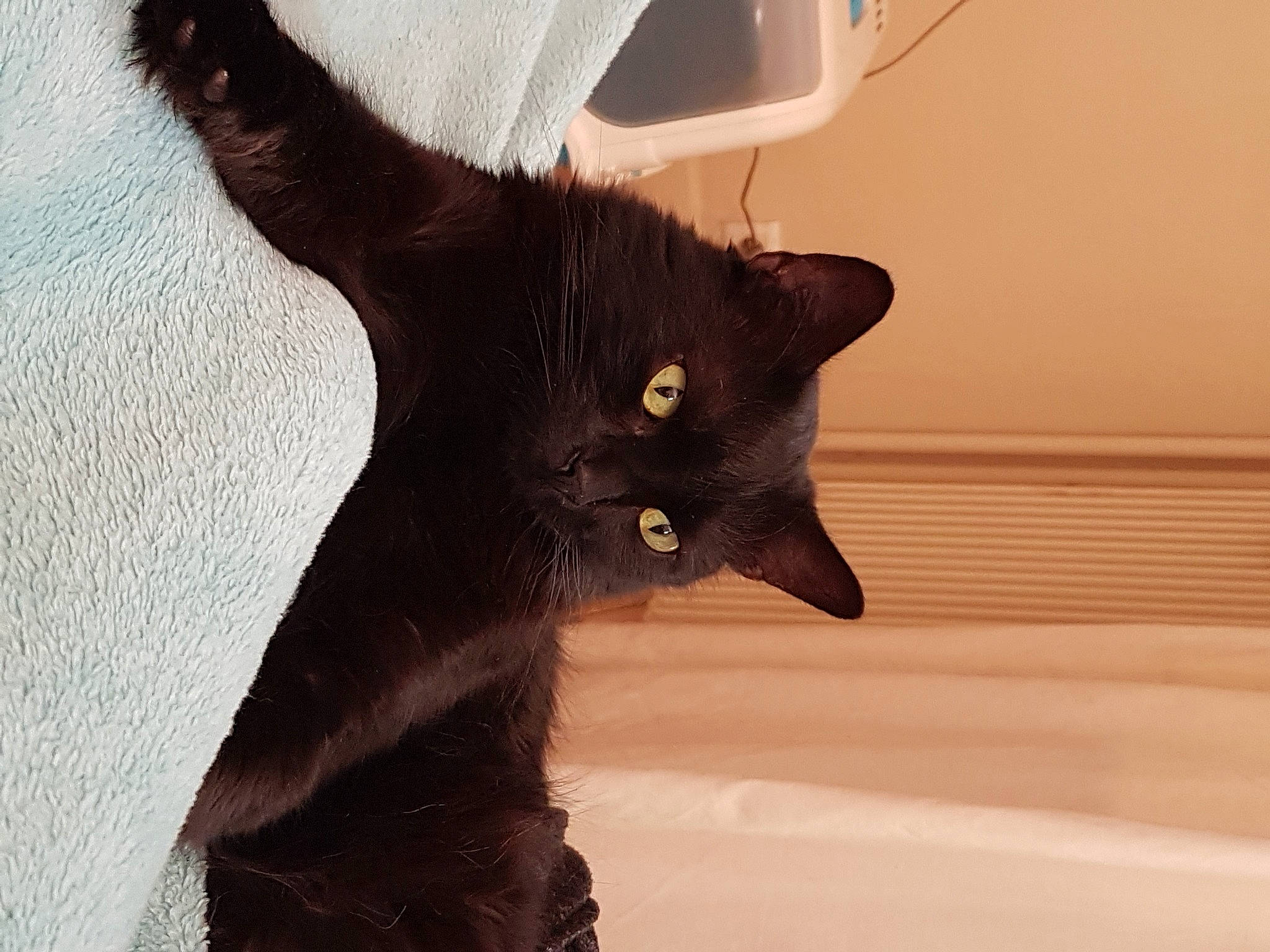 Gaara a rejoint le concours — aidez-le/la à gagner de superbes lots ! asian, black_cat, bombay, burmese, carnivore, cat, domestic_short_haired_cat, felidae, fur, havana_brown, kitten, small_to_medium_sized_cats, tail, whiskers