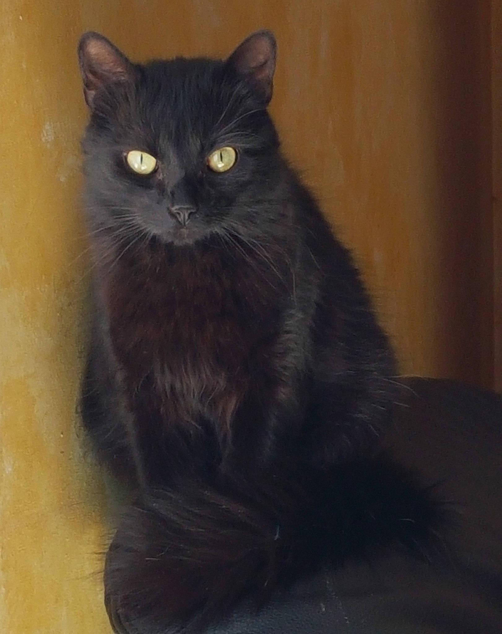 Gaara participe au concours pour gagner de l'argent avec cette photo : asian, asian_semi_longhair, black, black_cat, bombay, carnivore, cat, domestic_long_haired_cat, domestic_short_haired_cat, eye, felidae, fur, mammal, nebelung, norwegian_forest_cat, persian, small_to_medium_sized_cats, tail, vertebrate, whiskers