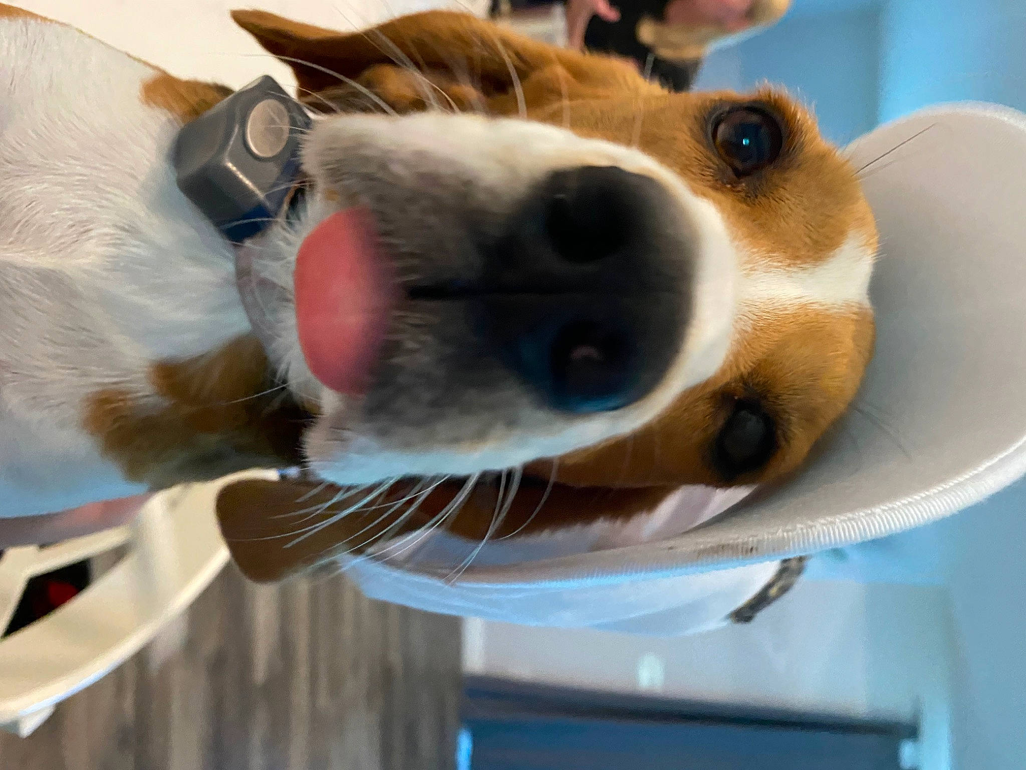 Abbie is registered to the contest to win money with this photo: canidae, carnivore, collar, comfort, companion_dog, dog, dog_breed, ear, eyewear, fawn, felidae, fur, paw, pet_supply, small_to_medium_sized_cats, snout, sporting_group, whiskers, wood, working_animal