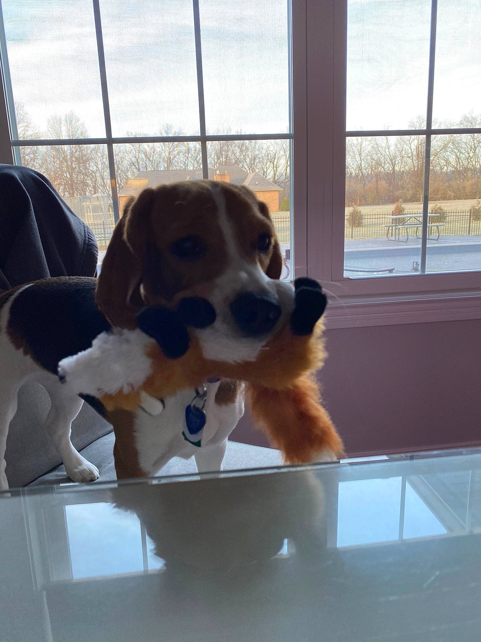 Abbie joined the competition — help win amazing prizes! basset_hound, beagle, canidae, carnivore, companion_dog, dog, dog_breed, fawn, fur, hound, nose, puppy, snout, sporting_group, st_bernard, stuffed_toy, window