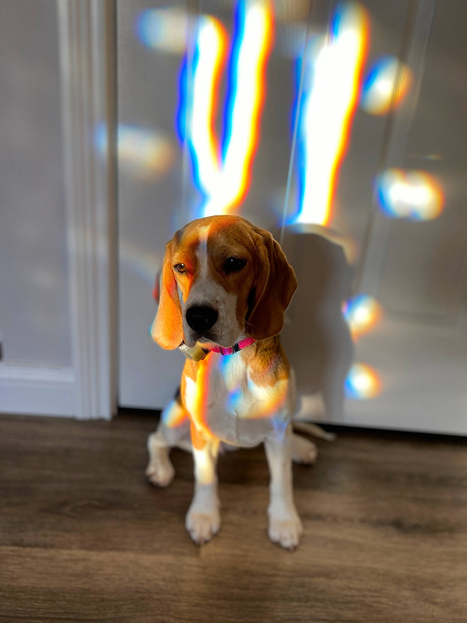 Abbie joined the competition — help win amazing prizes! american_foxhound, basset_artesien_normand, beagle, beagle_harrier, canidae, carnivore, companion_dog, coonhound, dog, dog_breed, estonian_hound, harrier, hound, mammal, pocket_beagle, rare_breed_dog, snout, sporting_group, treeing_walker_coonhound, vertebrate
