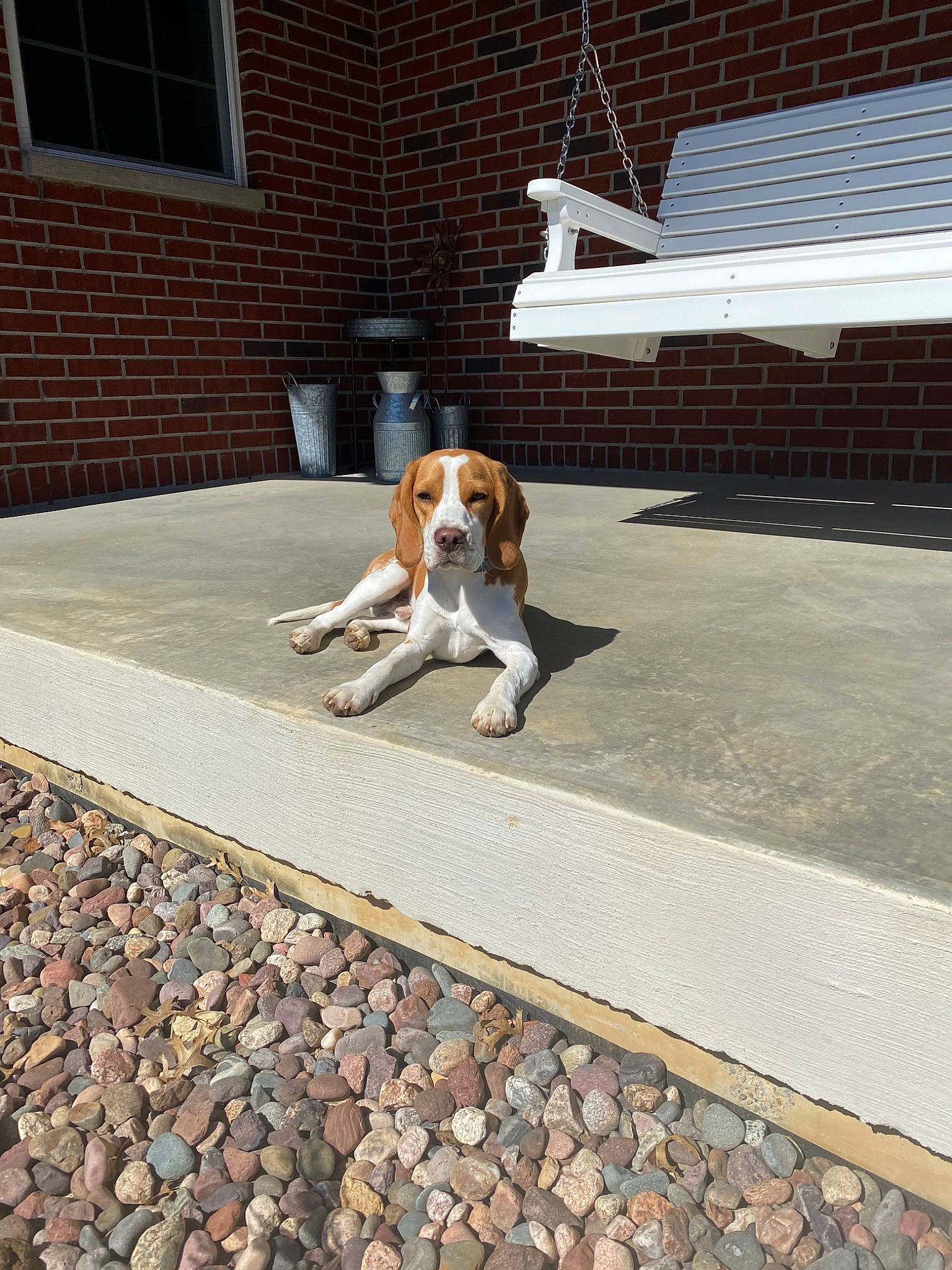 Archie is registered to the contest to win money with this photo: beagle, canidae, carnivore, companion_dog, dog, dog_breed, fawn, house, leash, sidewalk, sporting_group, tail, treeing_walker_coonhound