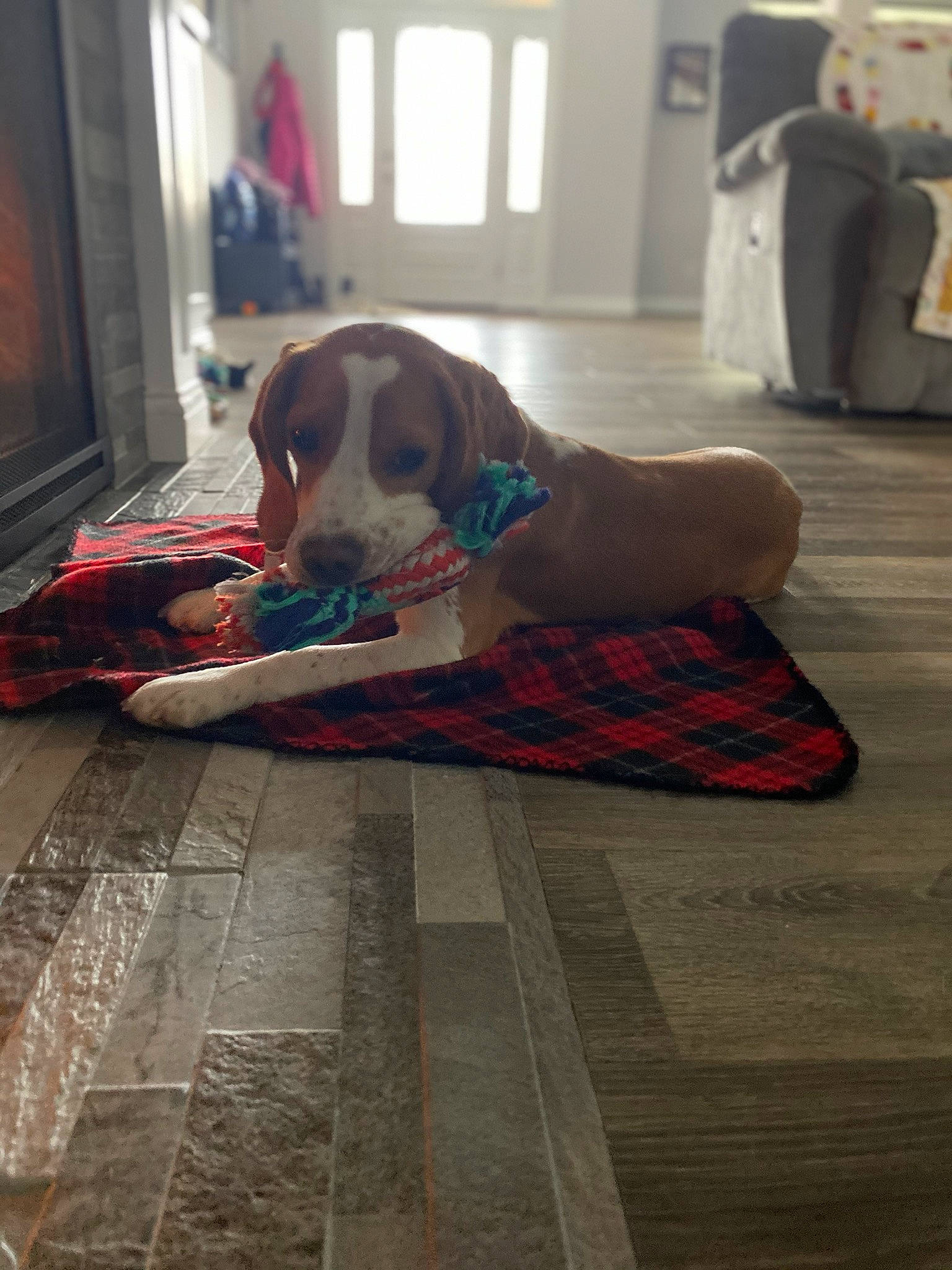 Archie joined the competition — help win amazing prizes! canidae, carnivore, companion_dog, dog, dog_breed, fawn, floor, flooring, hardwood, laminate_flooring, pattern, pointer, snout, sporting_group, tile, wood, wood_flooring