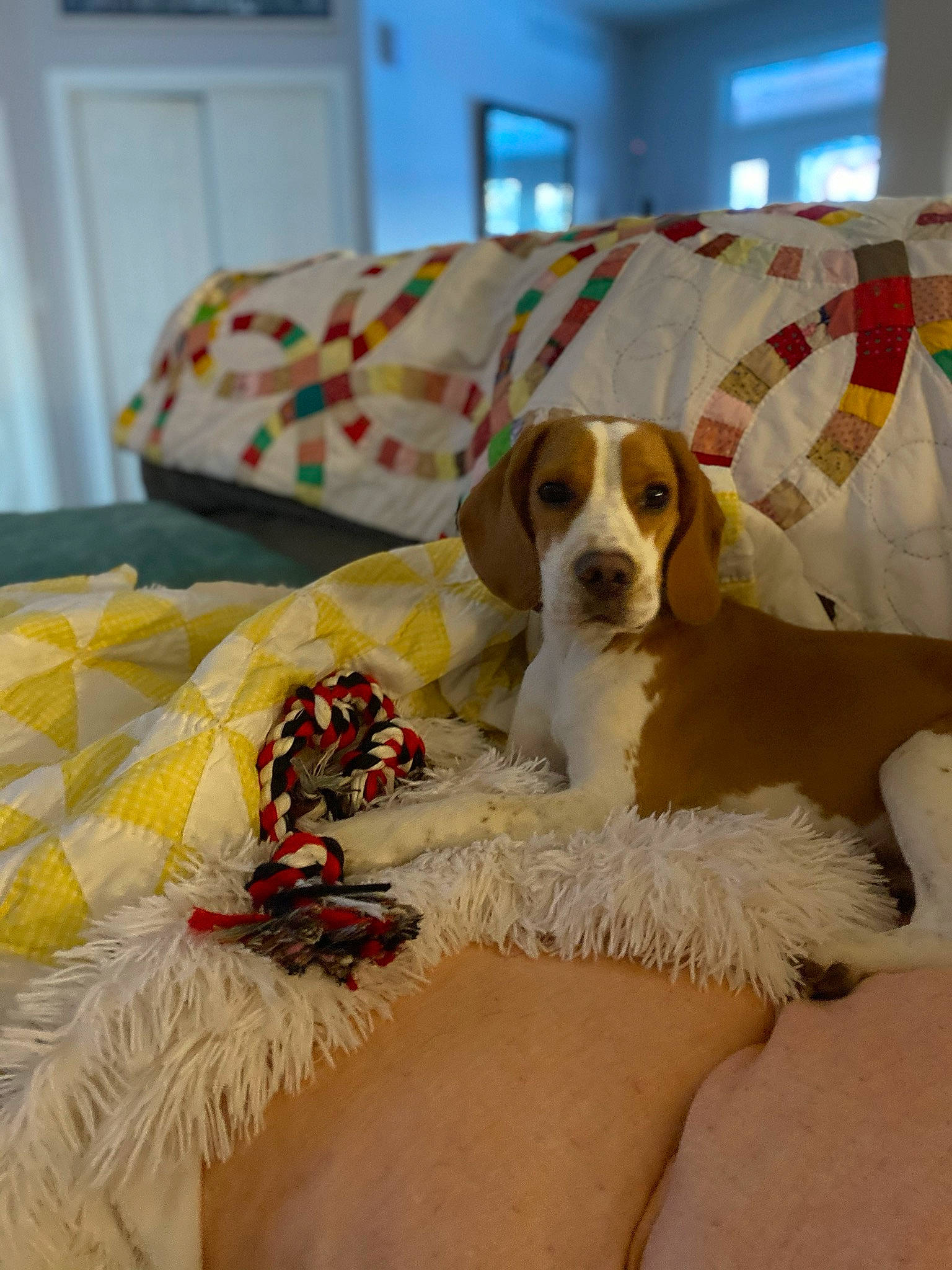 Archie is registered to the contest to win money with this photo: beagle, canidae, carnivore, companion_dog, coonhound, dog, dog_breed, fawn, mammal, pointer, puppy, rare_breed_dog, sporting_group