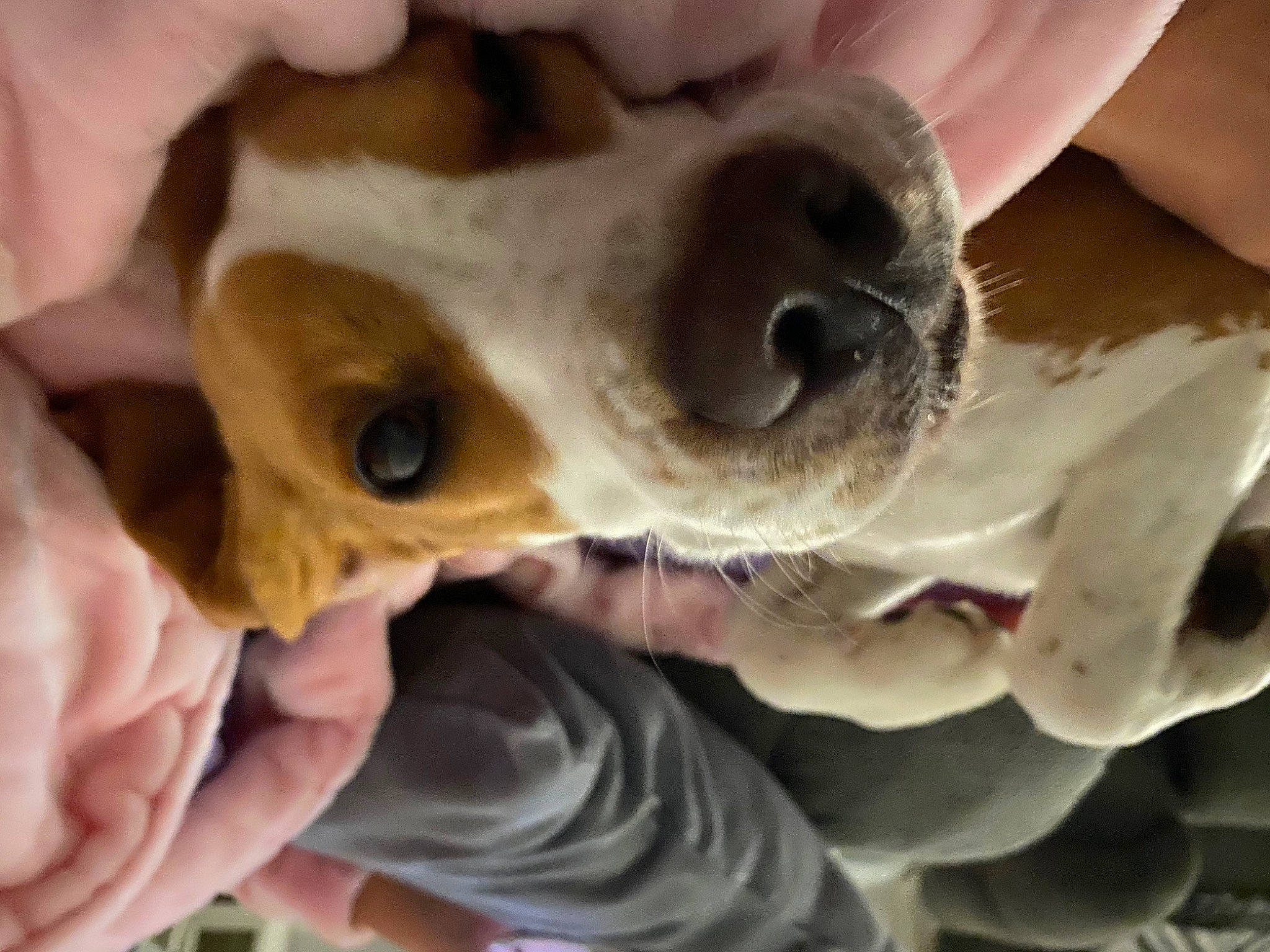 Archie is registered to the contest to win money with this photo: bone, carnivore, companion_dog, dog, dog_breed, ear, fawn, felidae, finger, hand, jaw, nose, small_to_medium_sized_cats, snout, sporting_group, stuffed_toy, toy, toy_dog, whiskers, working_animal