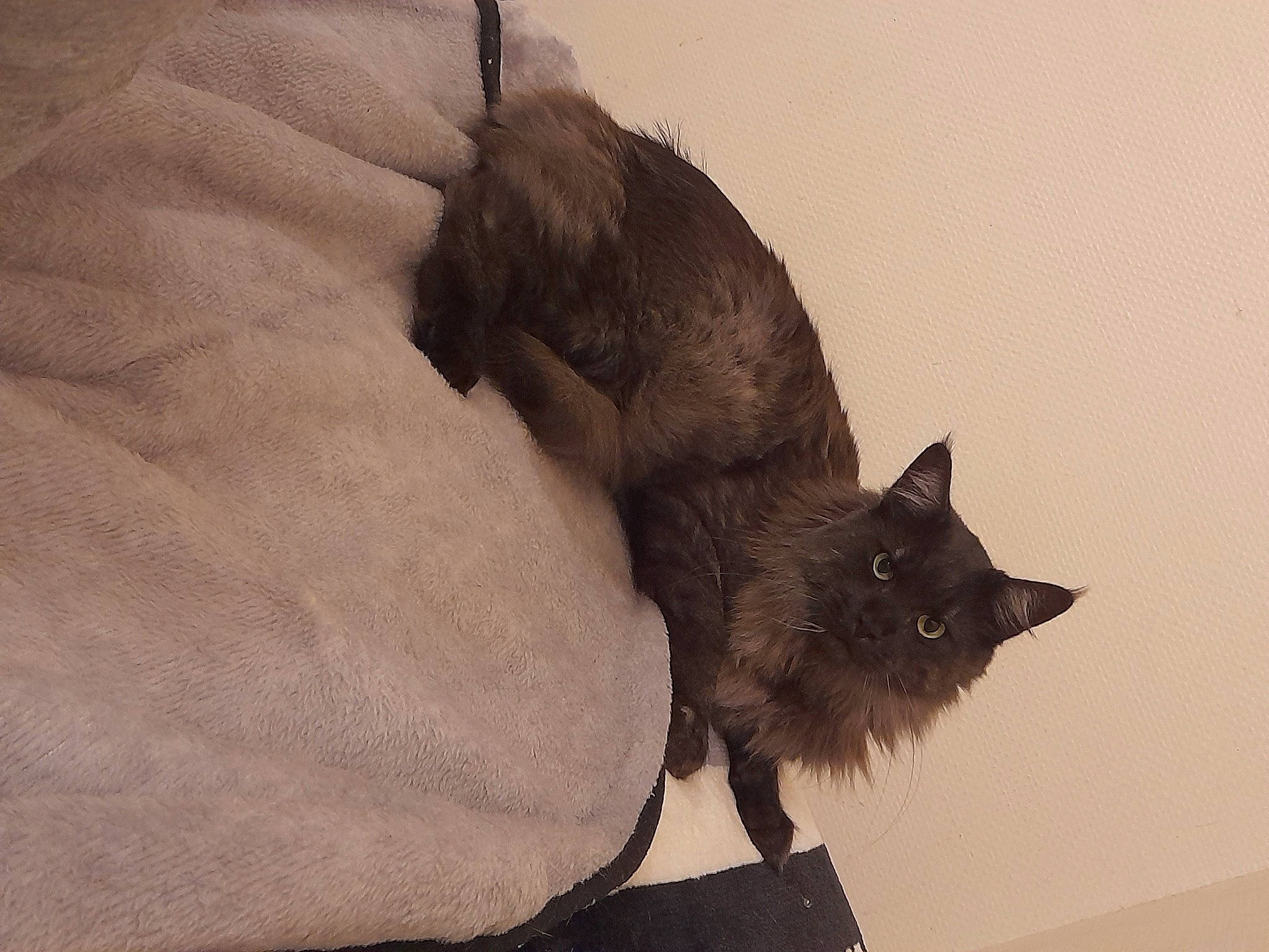 Oscar participe au concours pour gagner de l'argent avec cette photo : black_cat, canidae, carnivore, cat, claw, comfort, domestic_short_haired_cat, fawn, felidae, fur, grey, paw, plant, small_to_medium_sized_cats, snout, tail, terrestrial_animal, tree, whiskers