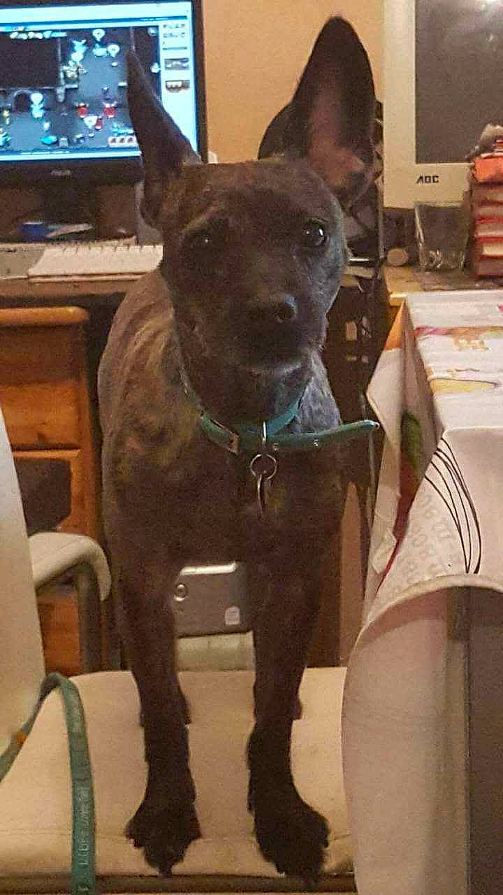 Angel participe au concours pour gagner de l'argent avec cette photo : canidae, carnivore, chair, collar, companion_dog, dog, dog_breed, dog_collar, fawn, fur, guard_dog, liver, snout, sporting_group, table, tail, television, whiskers, window, working_animal