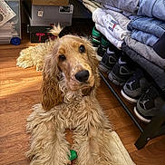 Taiko a rejoint le concours — aidez-le/la à gagner de superbes lots ! animal, box, casual, clothes, cozy, curious, dog, floor, fur, golden_retriever, home, indoor, long_hair, lying_down, organized, pet, rug, shoe_rack, shoes, wooden_floor