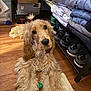 animal, box, casual, clothes, cozy, curious, dog, floor, fur, golden_retriever, home, indoor, long_hair, lying_down, organized, pet, rug, shoe_rack, shoes, wooden_floor