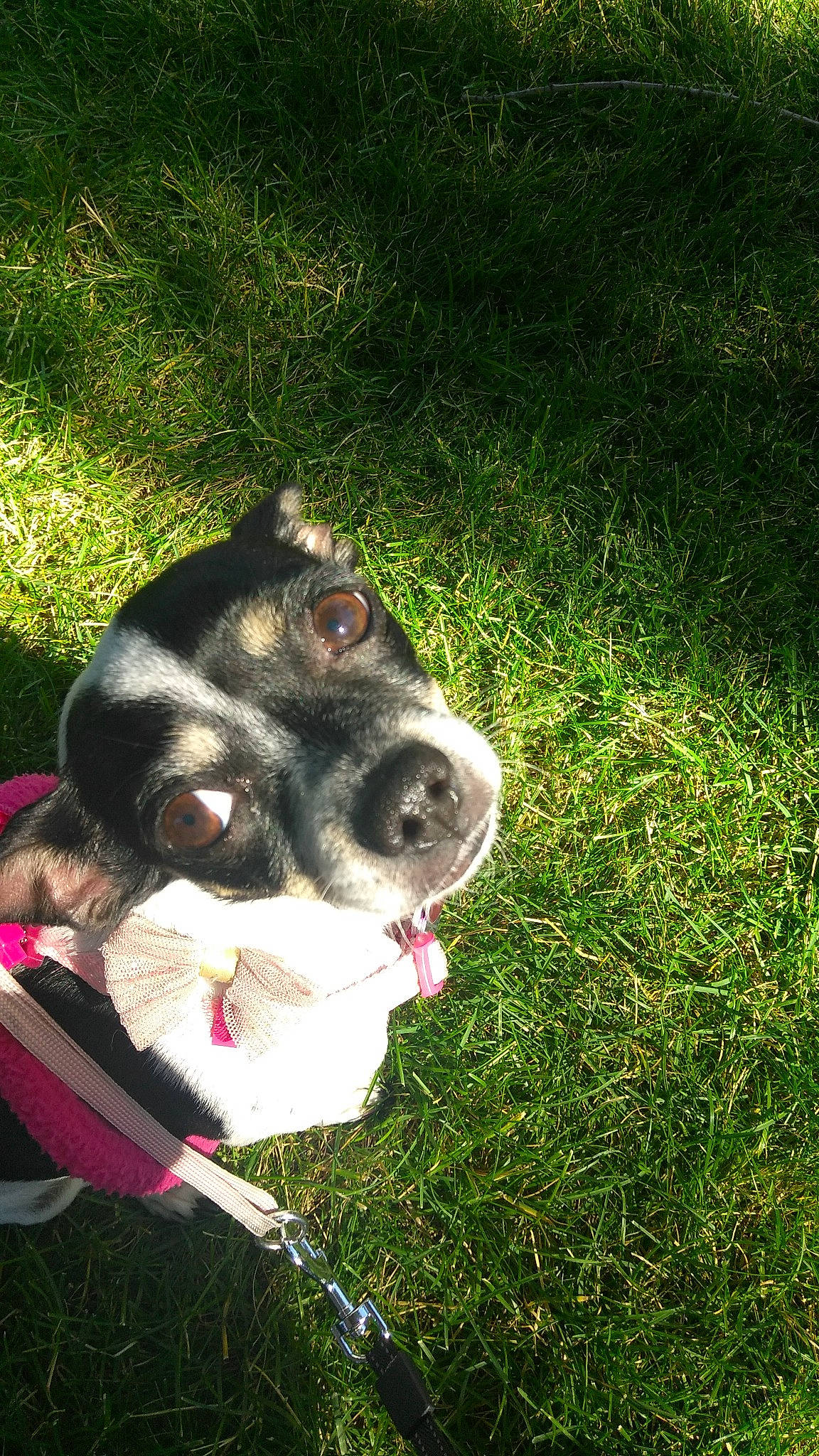 Cookie joined the competition — help win amazing prizes! canidae, carnivore, collar, companion_dog, dog, dog_breed, dog_collar, fashion_accessory, fawn, fur, grass, groundcover, herbaceous_plant, leash, pet_supply, snout, sporting_group, whiskers, working_animal, working_dog