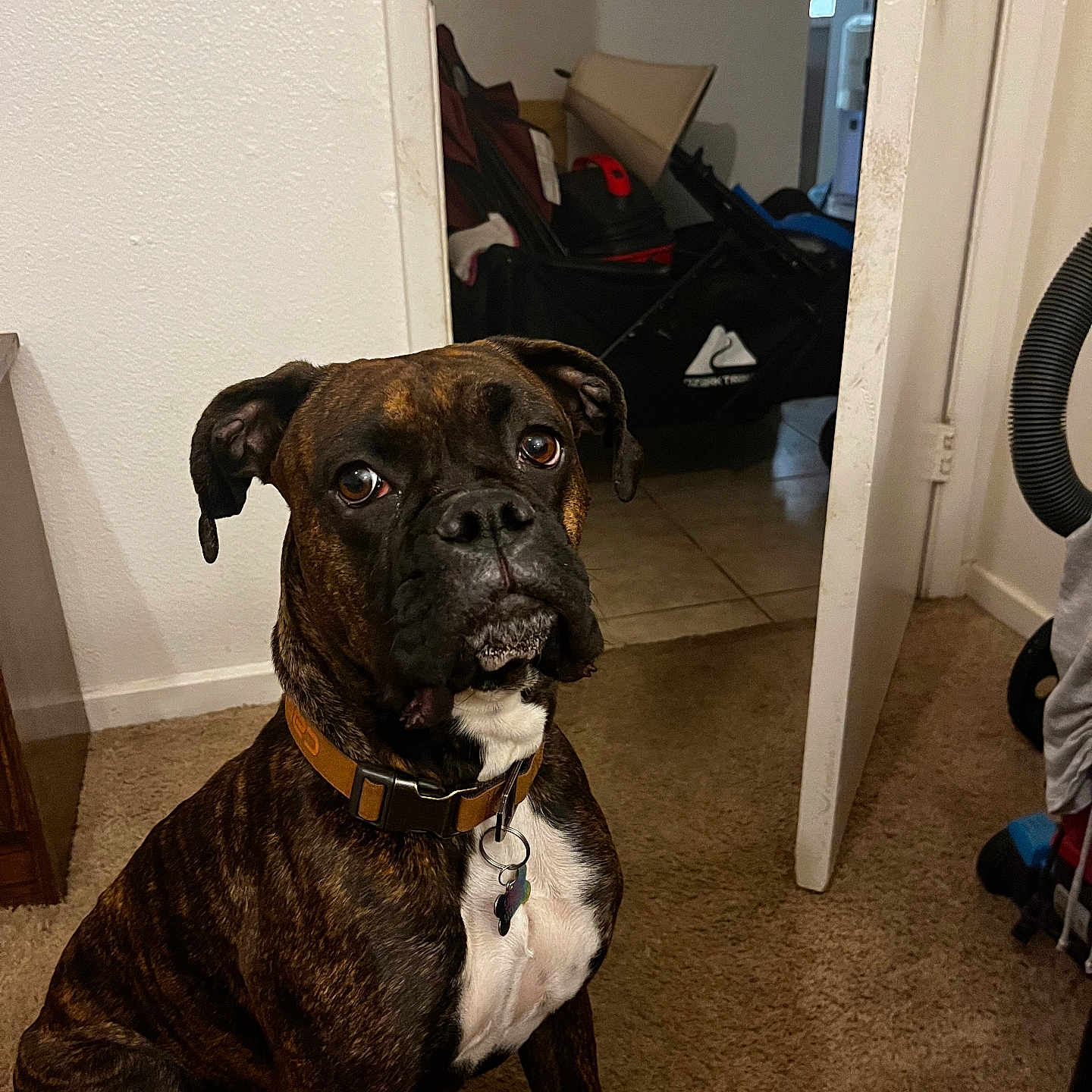 Sammy joined the competition — help win amazing prizes! accessories, animal, bag, boxer, boy, bulldog, canine, child, clothing, dog, door, footwear, handbag, indoors, interiordesign, male, person, pet, puppy, shoe