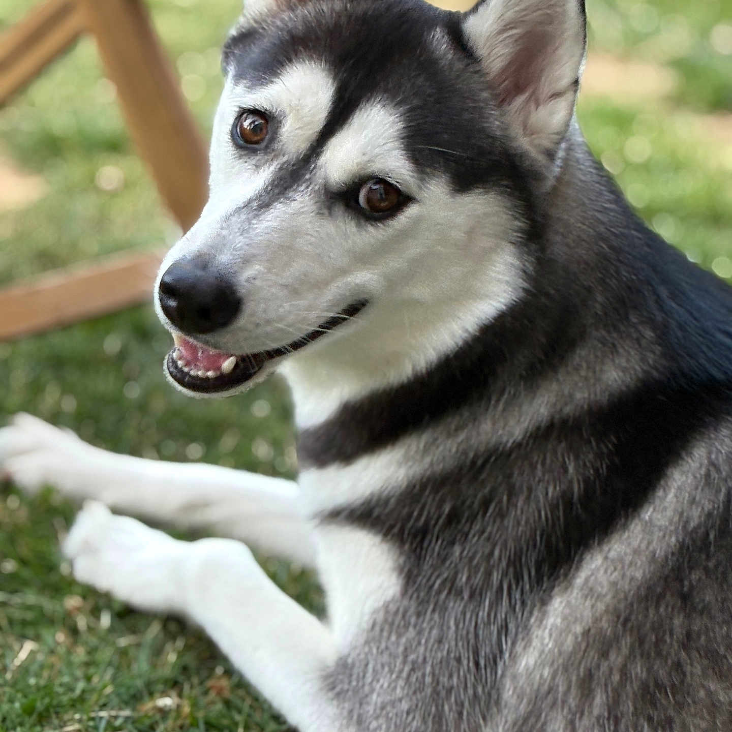 Vicky participe au concours pour gagner de l'argent avec cette photo : animal, canine, cute, daylight, dog, ears, eyes, friendly, fur, grass, happy, husky, lying_down, mammal, nature, outdoor, pet, portrait, smiling, snout