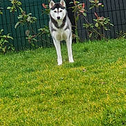 Vicky participe au concours pour gagner de l'argent avec cette photo : alert, animal, black, canine, dog, ears, face, fence, fur, garden, grass, greenery, nature, outdoor, pet, plant, siberian_husky, standing, white, yard