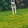 alert, animal, black, canine, dog, ears, face, fence, fur, garden, grass, greenery, nature, outdoor, pet, plant, siberian_husky, standing, white, yard