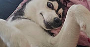 Vicky participe au concours pour gagner de l'argent avec cette photo : animal, blanket, canine, chair, comfortable, couch, dog, expression, eyes, floor, fur, home, husky, indoor, lying_down, mischievous, pet, playful, resting, teeth