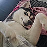 animal, blanket, canine, chair, comfortable, couch, dog, expression, eyes, floor, fur, home, husky, indoor, lying_down, mischievous, pet, playful, resting, teeth