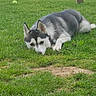Vicky participe au concours pour gagner de l'argent avec cette photo : animal, canine, dog, domestic_animal, ears, fence, fur, garden, grass, greenery, husky, lying_down, mammal, nature, outdoor, pet, playing, resting, summer, tennis_ball
