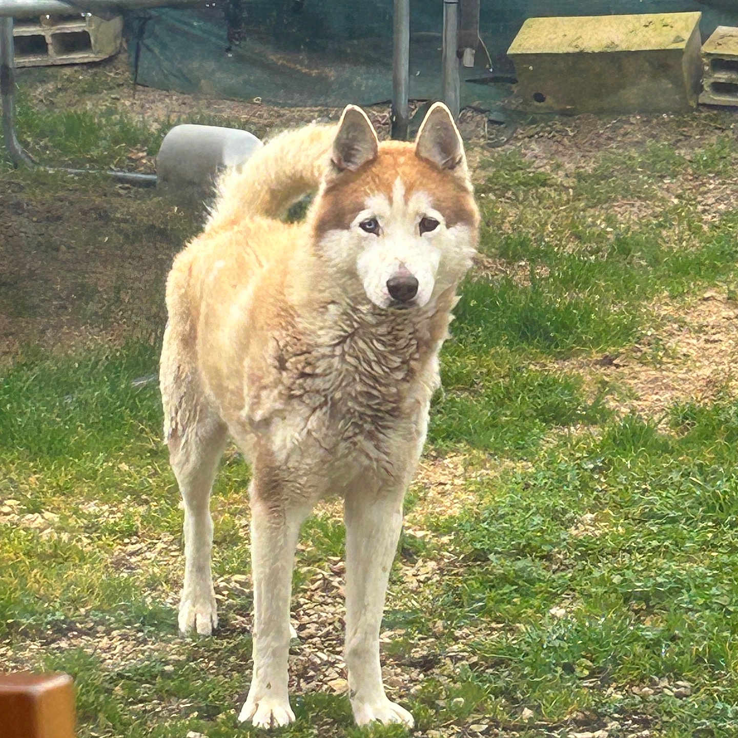 Malcom participe au concours pour gagner de l'argent avec cette photo : alert, animal, backyard, canine, curled_tail, daylight, dog, ears, earth, fur, grass, ground, mammal, nature, outdoor, pet, rustic, standing, trampoline, yard