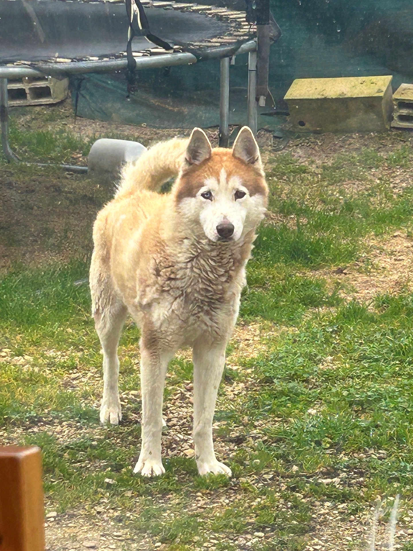 Malcom participe au concours pour gagner de l'argent avec cette photo : dog, outdoor, grass, trampoline, pet, animal, canine, fur, curled_tail, ears, standing, nature, yard, backyard, earth, ground, rustic, daylight, mammal, alert