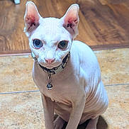 Mr. Noodles is registered to the contest to win money with this photo: sphynx_cat, cat, hairless, pet, indoor, collar, bell, floor, tile_floor, wrinkled_skin, animal, cute, feline, ears, eyes, sitting, looking, curious, domestic_animal, portrait