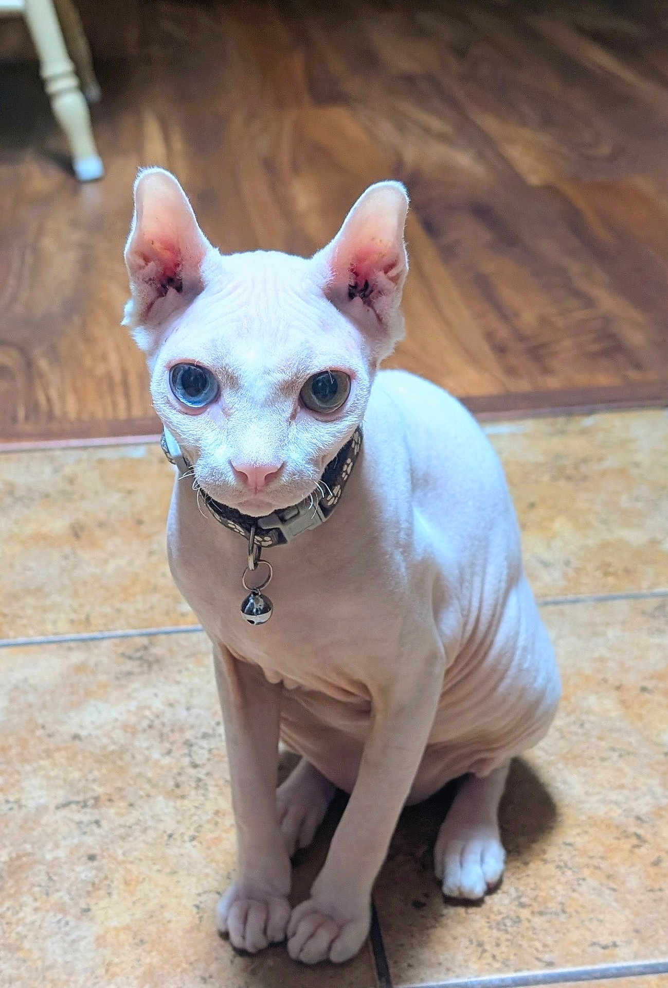 Mr. Noodles is registered to the contest to win money with this photo: sphynx_cat, cat, hairless, pet, indoor, collar, bell, floor, tile_floor, wrinkled_skin, animal, cute, feline, ears, eyes, sitting, looking, curious, domestic_animal, portrait