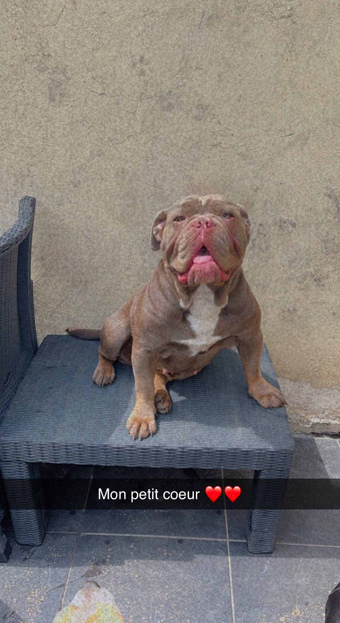 Nelly a rejoint le concours — aidez-le/la à gagner de superbes lots ! art, bulldog, canidae, carnivore, companion_dog, concrete, dog, dog_breed, fawn, felidae, font, grey, sculpture, snout, sporting_group, terrestrial_animal, toy, wood, working_animal, wrinkle