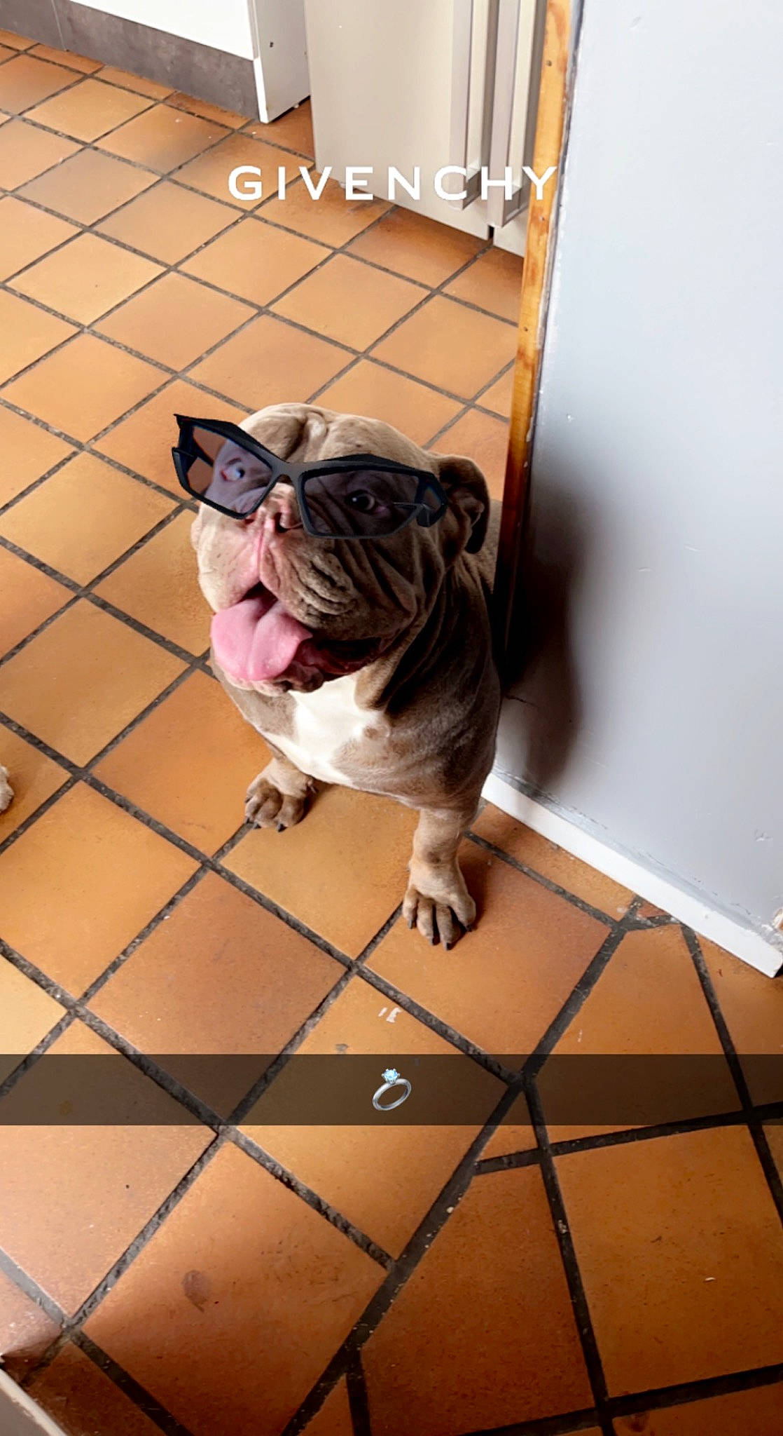 Nelly a rejoint le concours — aidez-le/la à gagner de superbes lots ! bulldog, canidae, carnivore, companion_dog, dog, dog_breed, fawn, floor, flooring, leash, line, pet_supply, pug, snout, sporting_group, toy_dog, whiskers, window, wood, wrinkle