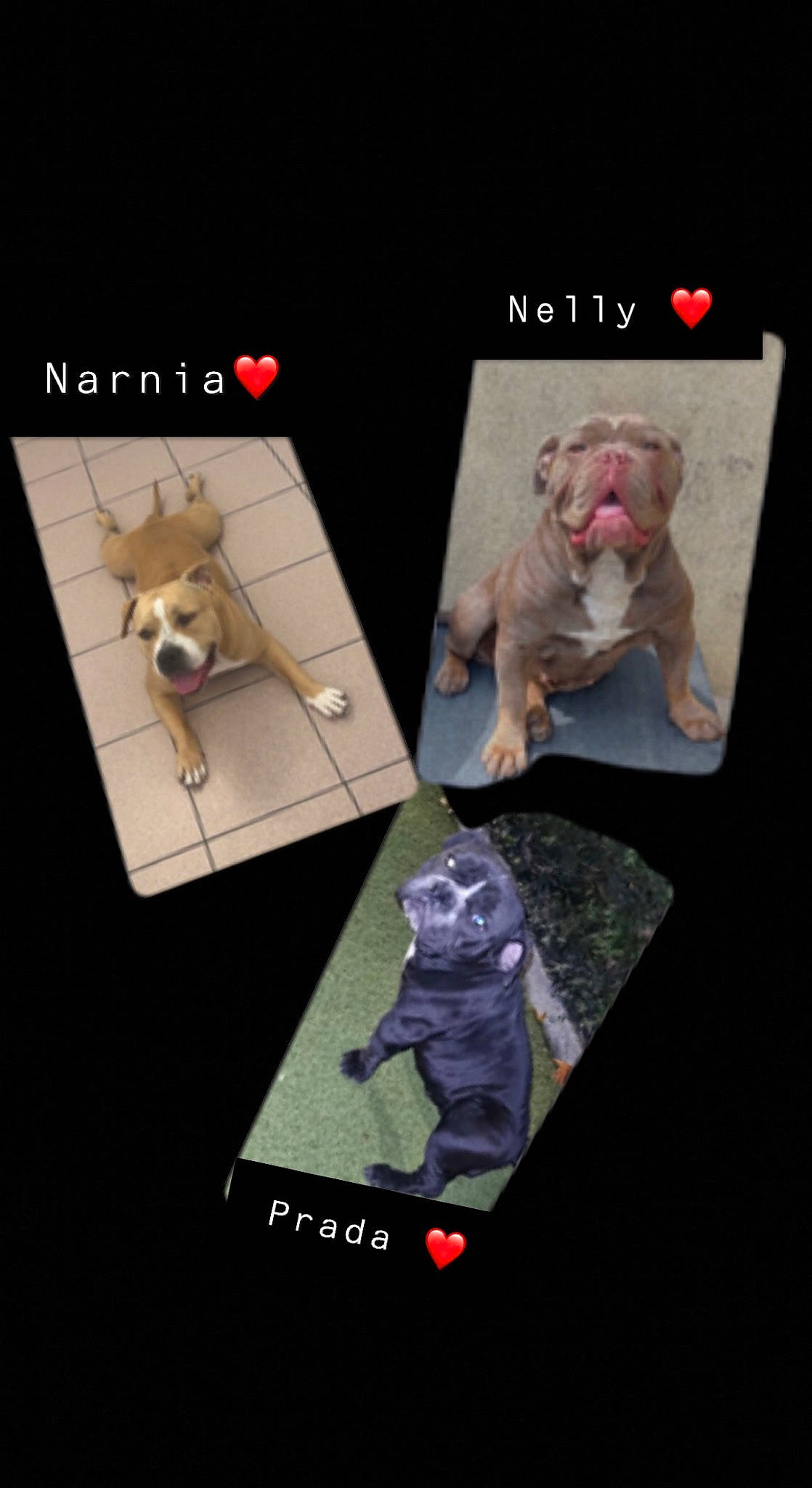 Nelly participe au concours pour gagner de l'argent avec cette photo : action_figure, animal_figure, animation, art, carmine, carnivore, companion_dog, design, fictional_character, figurine, font, machine, magenta, mammal, product, room, stuffed_toy, teddy_bear, toy