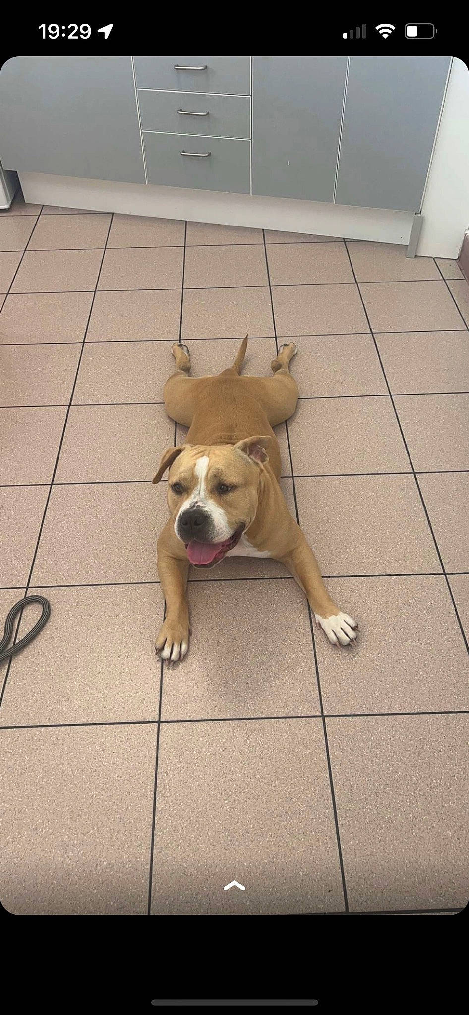 Narnia participe au concours pour gagner de l'argent avec cette photo : carnivore, collar, companion_dog, dog, dog_breed, dog_collar, fawn, floor, flooring, hardwood, paw, pet_supply, road_surface, sidewalk, tail, tile, tile_flooring, window, wood, working_animal