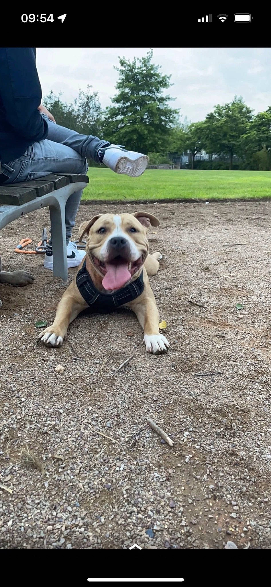 Narnia participe au concours pour gagner de l'argent avec cette photo : asphalt, canidae, carnivore, collar, companion_dog, dog, dog_breed, dog_collar, fawn, grass, leash, molosser, plant, road_surface, sky, soil, sporting_group, tail, tree, working_dog