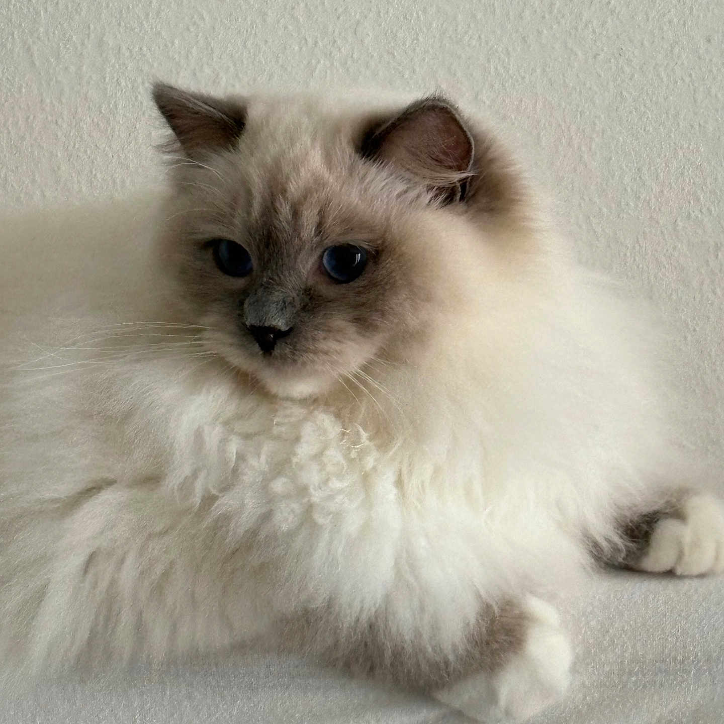 Willow participe au concours pour gagner de l'argent avec cette photo : angora, animal, cat, doll, kitten, manx, pet, siamese, toy, white