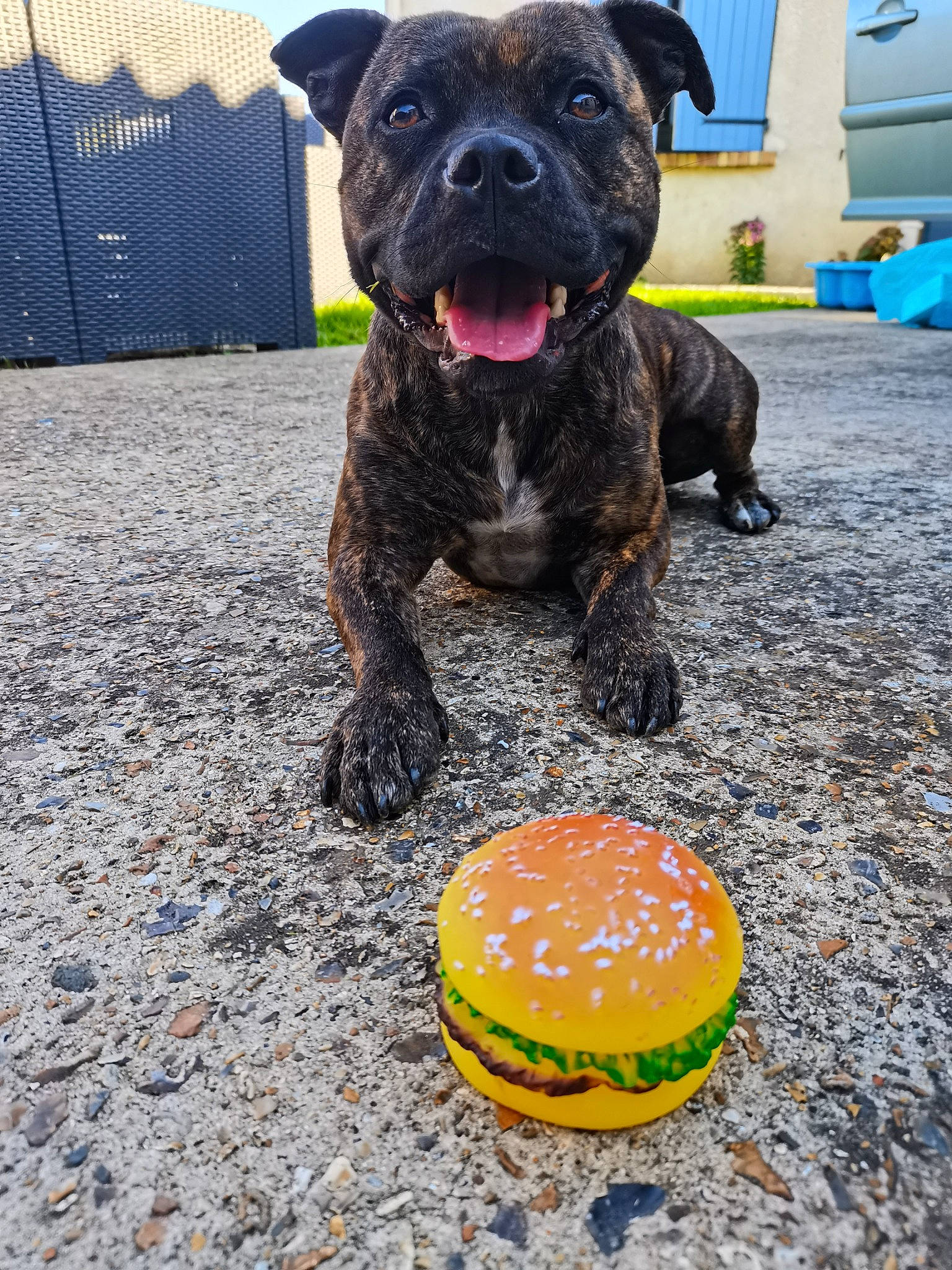 Phara a rejoint le concours — aidez-le/la à gagner de superbes lots ! ball, blue, carnivore, collar, companion_dog, dog, dog_breed, dog_collar, fawn, finger_food, fur, grass, guard_dog, ingredient, junk_food, molosser, snout, sporting_group, terrestrial_animal, working_animal