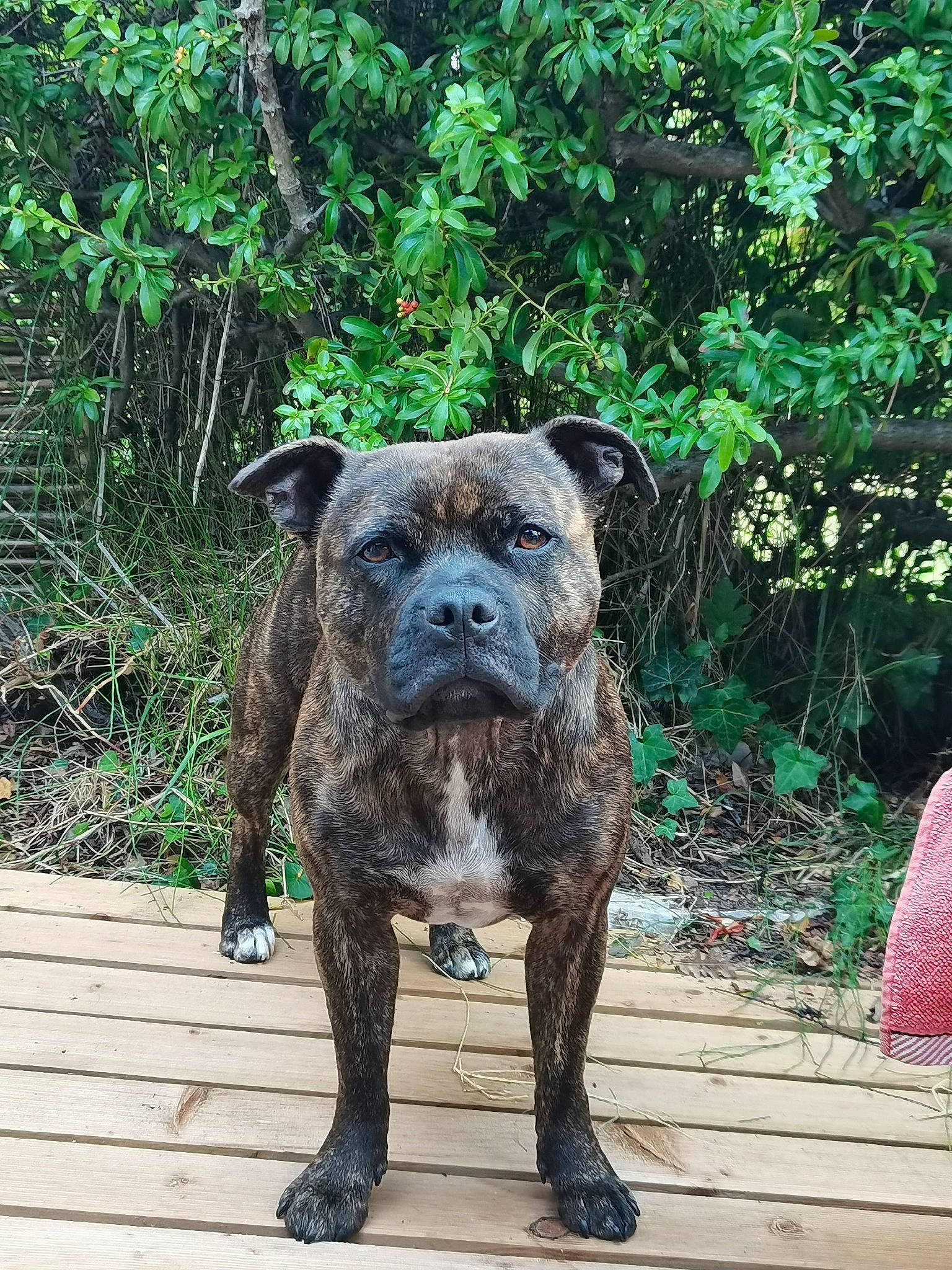 Phara participe au concours pour gagner de l'argent avec cette photo : art, bag, canidae, carnivore, companion_dog, dog, dog_breed, fawn, grass, liver, luggage_and_bags, plant, puppy, snout, sporting_group, tail, terrestrial_animal, tree, working_animal, working_dog