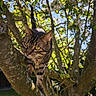 animal, branches, cat, closeup, curious, daylight, feline, flowers, garden, greenery, leaves, nature, outdoor, pet, spring, sunlight, tabby_cat, tree, walking, wildlife