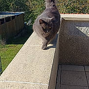Carole Georget a rejoint le concours — aidez-le/la à gagner de superbes lots ! animal, balcony, blue_sky, cat, concrete, daylight, feline, forest, fur, gray_cat, hill, nature, outdoor, pet, railing, scenic, sunlight, tail_up, trees, walking