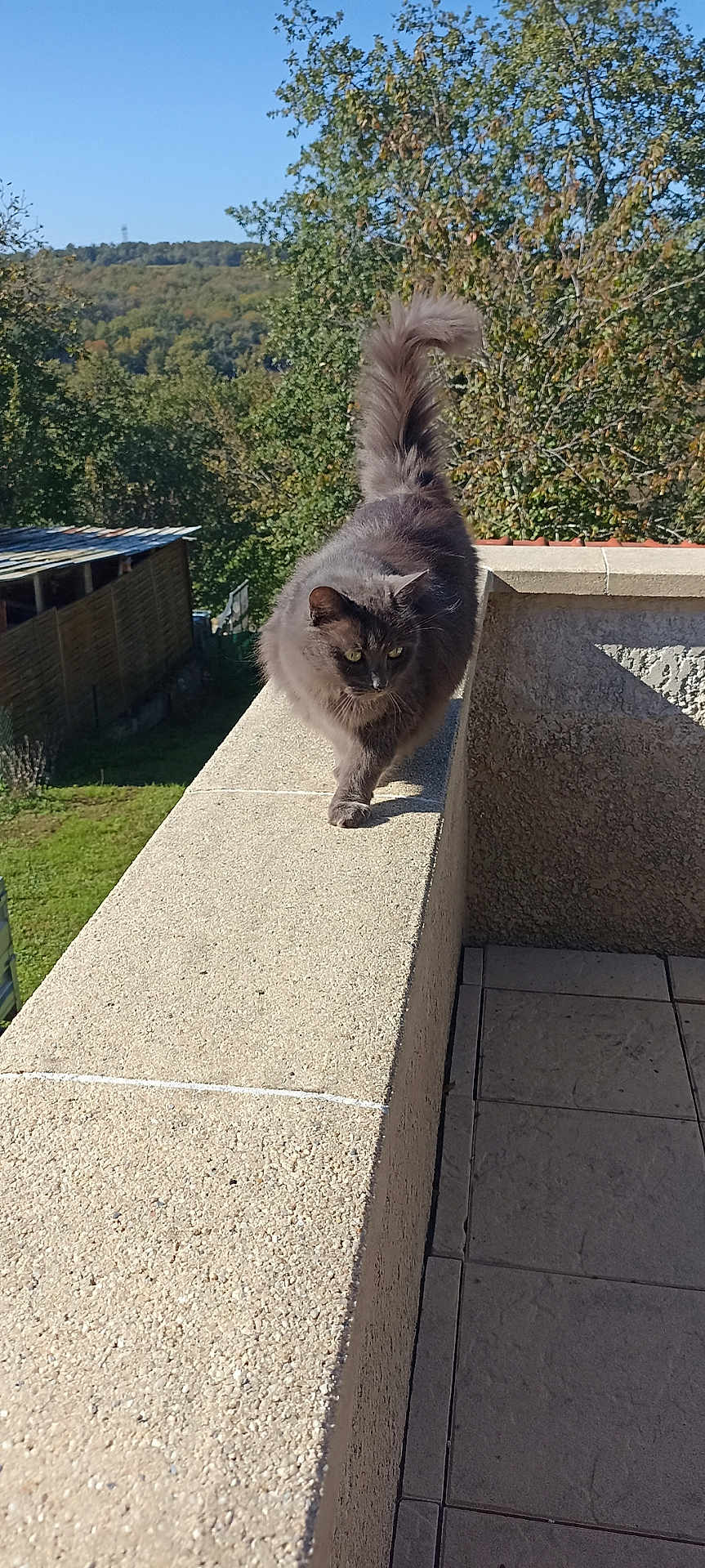 Carole Georget a rejoint le concours — aidez-le/la à gagner de superbes lots ! animal, balcony, blue_sky, cat, concrete, daylight, feline, forest, fur, gray_cat, hill, nature, outdoor, pet, railing, scenic, sunlight, tail_up, trees, walking