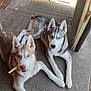 dog, siberian_husky, pets, canine, animals, outdoor, porch, concrete, stairs, stick, laying_down, two_dogs, blue_eyes, fur, ears, companions, resting, playful, curious, alert