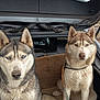 dog, husky, siberian_husky, muddy, leash, car, trunk, pet, animal, blue_eyes, fur, outdoor, dirty, seated, two_dogs, vehicle, canine, looking_at_camera, resting, companion