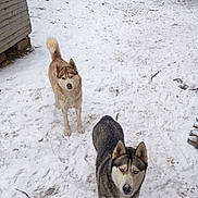 Vaya Et Nala a rejoint le concours — aidez-le/la à gagner de superbes lots ! alert, animal, backyard, canine, cold, daylight, dog, fence, fur, husky, nature, outdoor, pet, playful, snow, snowy_ground, tree, two_dogs, winter, wooden_shed