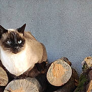 Palma a rejoint le concours — aidez-le/la à gagner de superbes lots ! cat, siamese_cat, animal, pet, wood, logs, pile, outdoor, gray_wall, fur, blue_eyes, nature, curious, resting, mammal, whiskers, ears, texture, stacked_wood, quiet