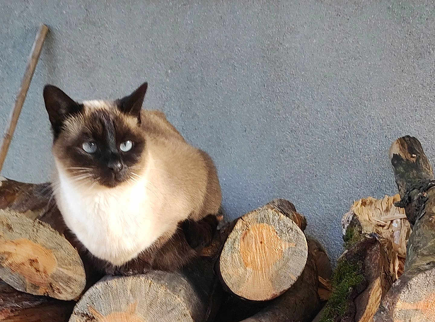 Palma a rejoint le concours — aidez-le/la à gagner de superbes lots ! cat, siamese_cat, animal, pet, wood, logs, pile, outdoor, gray_wall, fur, blue_eyes, nature, curious, resting, mammal, whiskers, ears, texture, stacked_wood, quiet