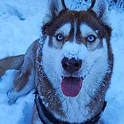 Perla participe au concours pour gagner de l'argent avec cette photo : dog, husky, snow, blue_eyes, tongue_out, winter, outdoors, animal, pet, canine, fur, cold, nature, playful, happy, snowy_background, muzzle, ears, nose, collar