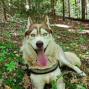 Perla participe au concours pour gagner de l'argent avec cette photo : animal, blue_eyes, canine, daytime, dog, forest, fur, greenery, happy, leaves, lying_down, moss, nature, outdoor, pet, siberian_husky, sunlight, tongue_out, trees, woods