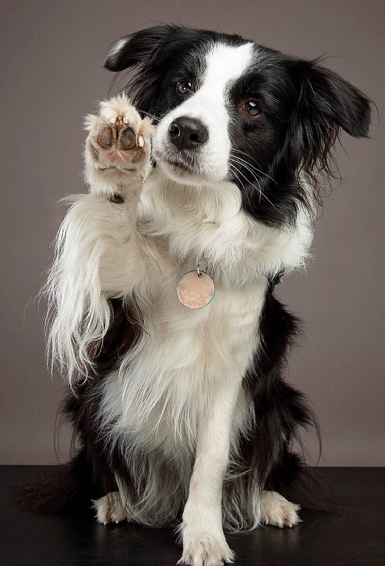 Kokusz is registered to the contest to win money with this photo: border_collie, carnivore, companion_dog, dog, dog_breed, fur, herding_dog, snout, sporting_group, whiskers, working_animal, working_dog