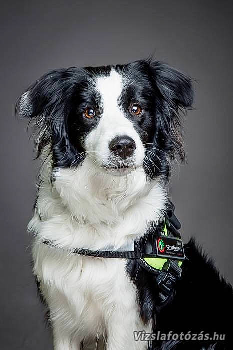 Kokusz is registered to the contest to win money with this photo: australian_collie, border_collie, canidae, carnivore, collar, companion_dog, dog, dog_breed, dog_collar, fur, gun_dog, herding_dog, plant, snout, sporting_group, whiskers, working_animal, working_dog
