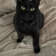 Emerald joined the competition — help win amazing prizes! animal, bed, bedding, black_cat, blanket, cat, collar, curious, cute, domestic_cat, feline, fur, home, indoor, looking_up, pet, remote_control, resting, whiskers, yellow_eyes