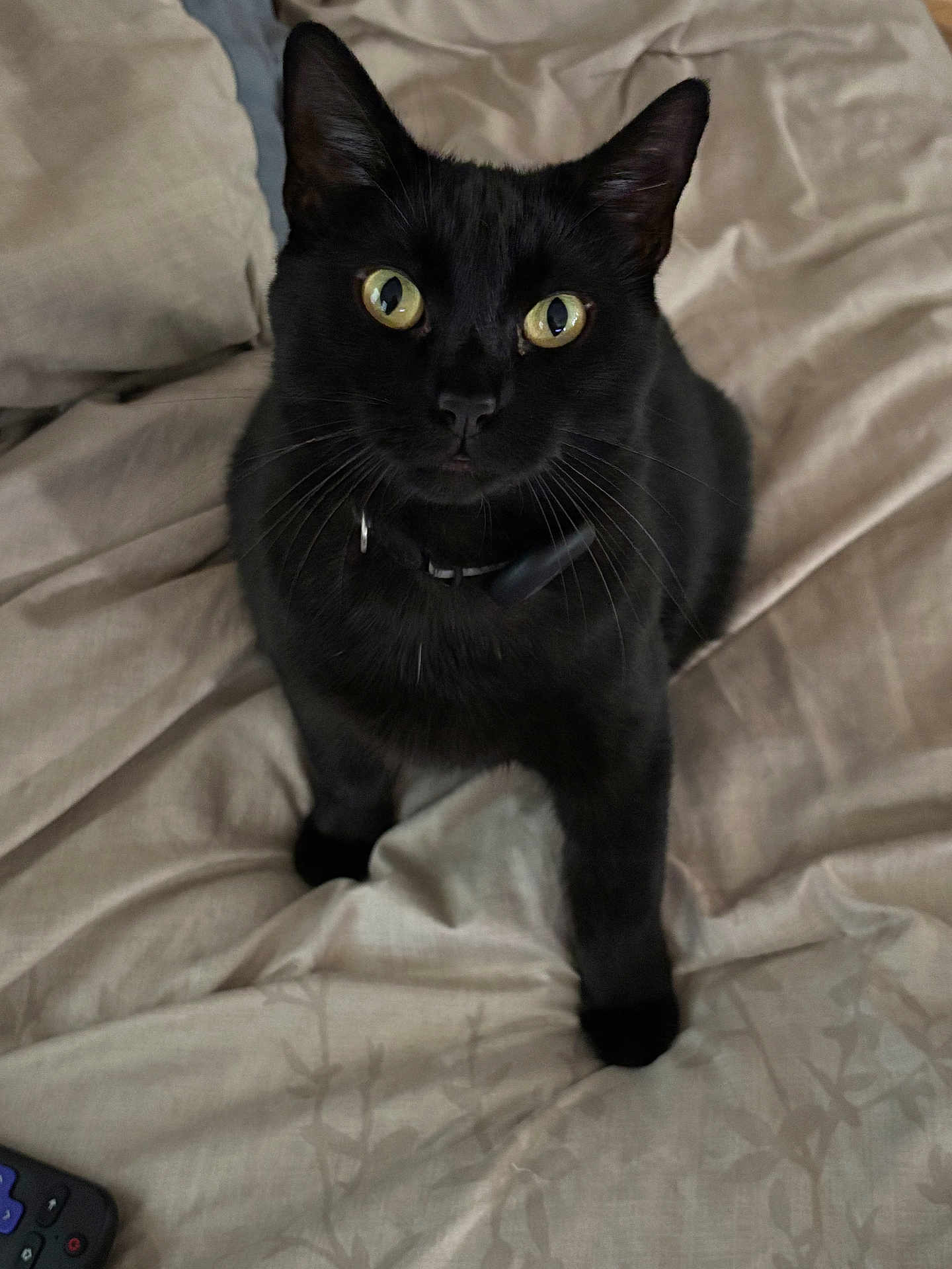 Emerald joined the competition — help win amazing prizes! animal, bed, bedding, black_cat, blanket, cat, collar, curious, cute, domestic_cat, feline, fur, home, indoor, looking_up, pet, remote_control, resting, whiskers, yellow_eyes