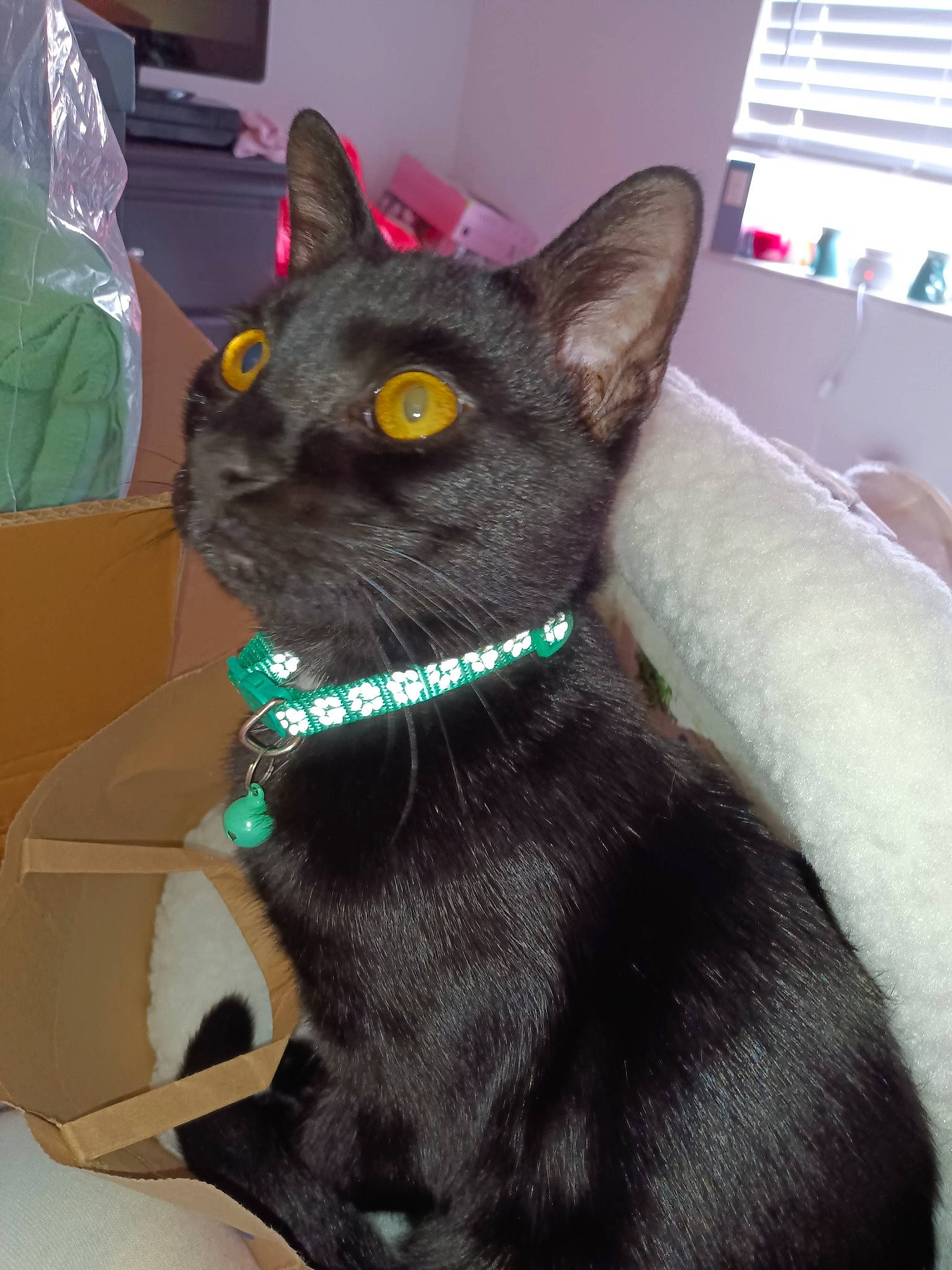 Binks joined the competition — help win amazing prizes! black_cat, bombay, box, carnivore, cat, collar, domestic_short_haired_cat, felidae, fur, havana_brown, pet_supply, plastic_bag, shipping_box, small_to_medium_sized_cats, snout, tail, whiskers, window, window_blind