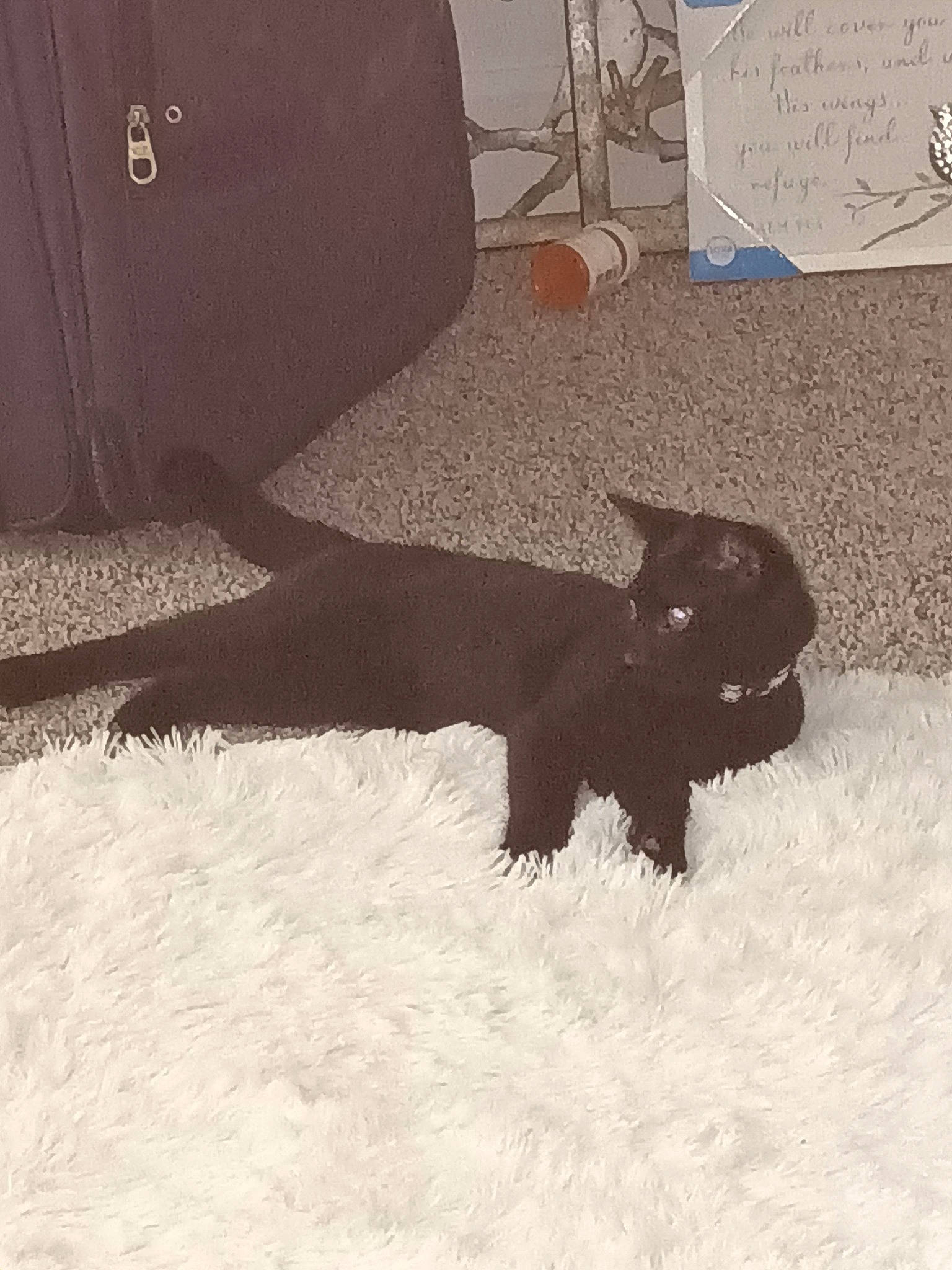 Binks is registered to the contest to win money with this photo: automotive_tire, black_cat, bombay, carnivore, cat, chair, comfort, dog_breed, domestic_short_haired_cat, felidae, floor, flooring, fur, handwriting, small_to_medium_sized_cats, snout, tail, tints_and_shades, whiskers, wood