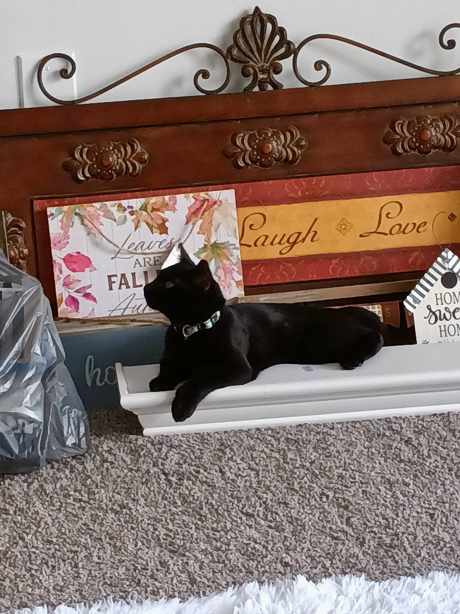 Binks is registered to the contest to win money with this photo: black_cat, brown, carnivore, cat, felidae, font, fur, grass, grey, linens, logo, metal, picture_frame, rectangle, room, small_to_medium_sized_cats, tail, terrestrial_animal, tree, wood